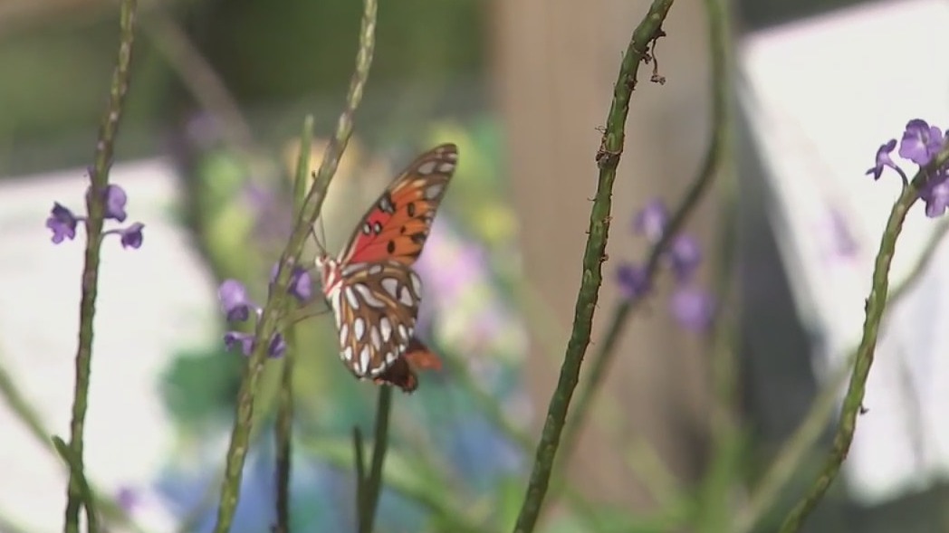 Creating a butterfly garden